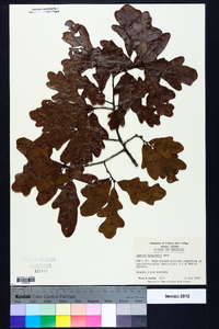 Quercus margaretta image