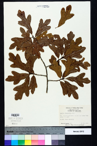 Quercus margaretta image