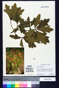 Quercus margaretta image