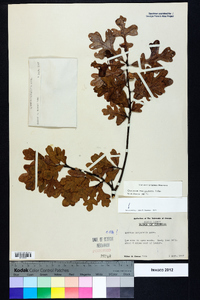 Quercus margaretta image