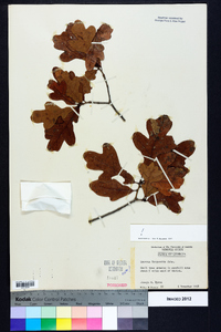 Quercus margaretta image