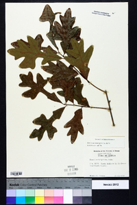 Quercus margaretta image