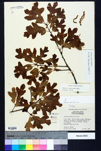 Quercus margaretta image