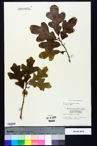 Quercus margaretta image