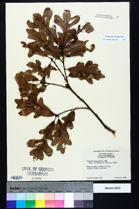 Quercus margaretta image