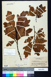 Quercus margaretta image