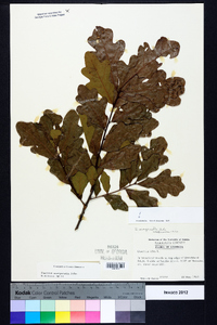 Quercus margaretta image