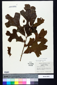 Quercus margaretta image