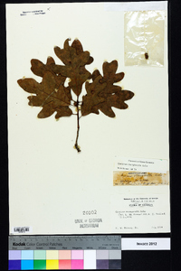 Quercus margaretta image