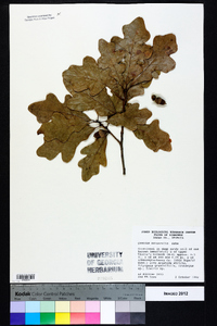 Quercus margaretta image