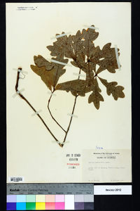 Quercus margaretta image