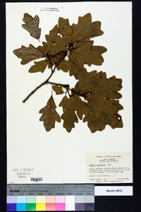 Quercus margaretta image