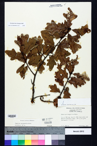 Quercus margaretta image