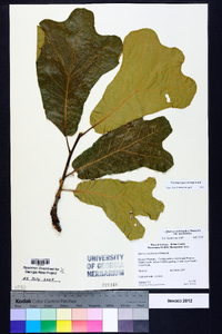 Quercus marilandica var. marilandica image