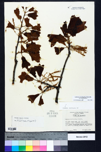 Quercus marilandica var. marilandica image