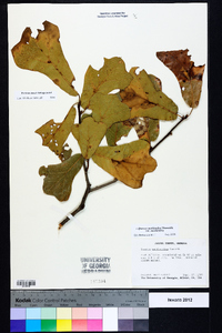 Quercus marilandica var. marilandica image