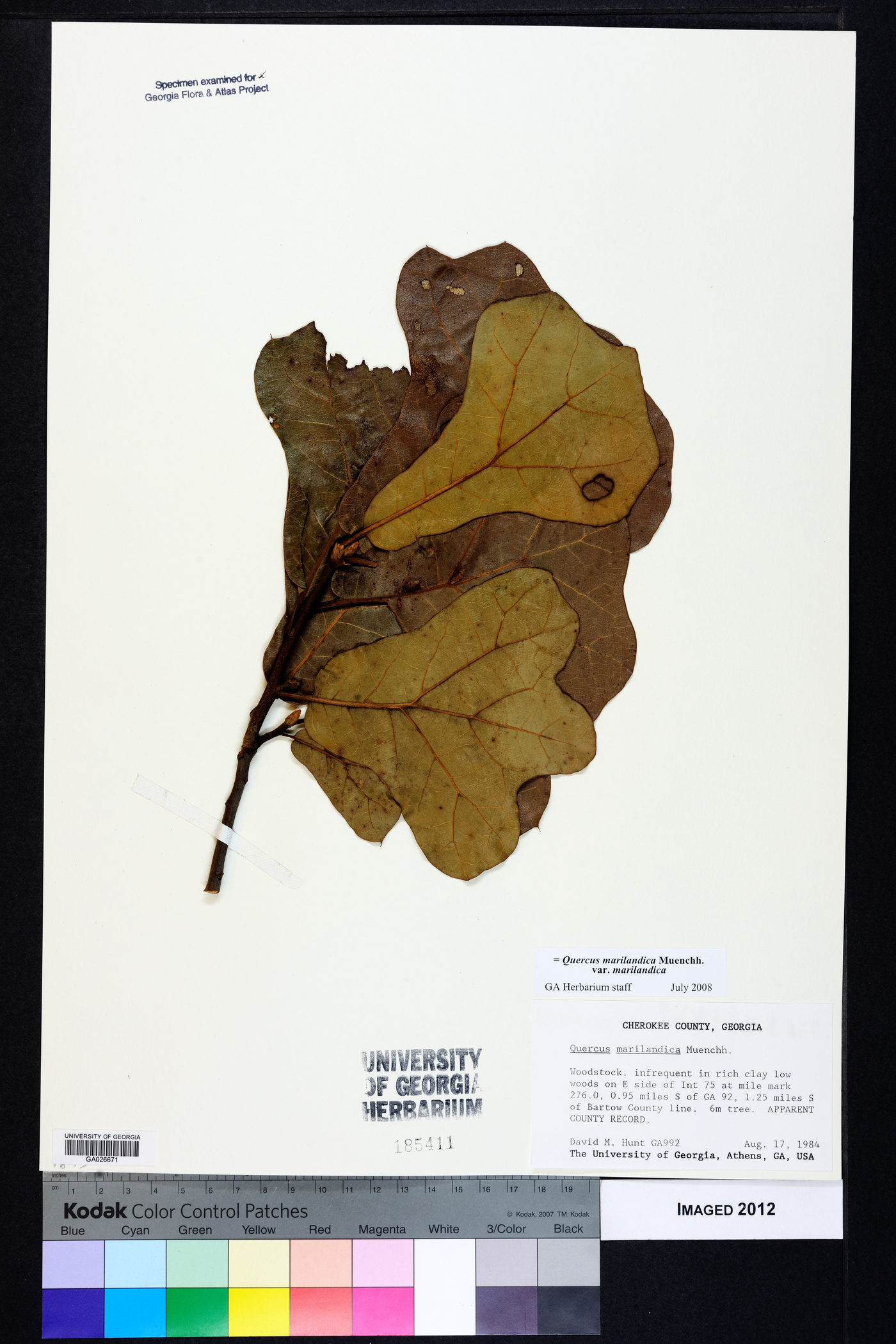 Quercus marilandica var. marilandica image