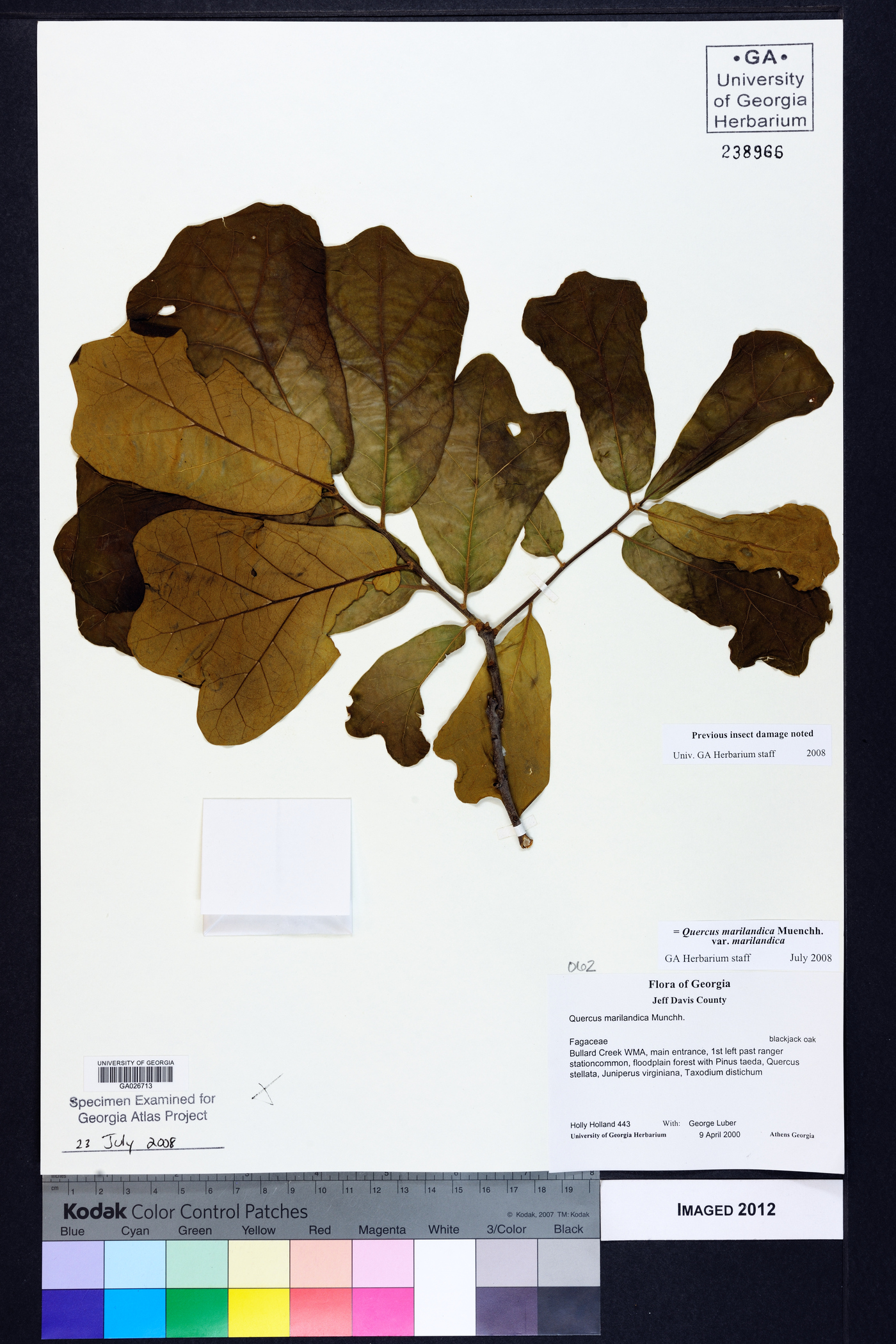 Quercus marilandica var. marilandica image