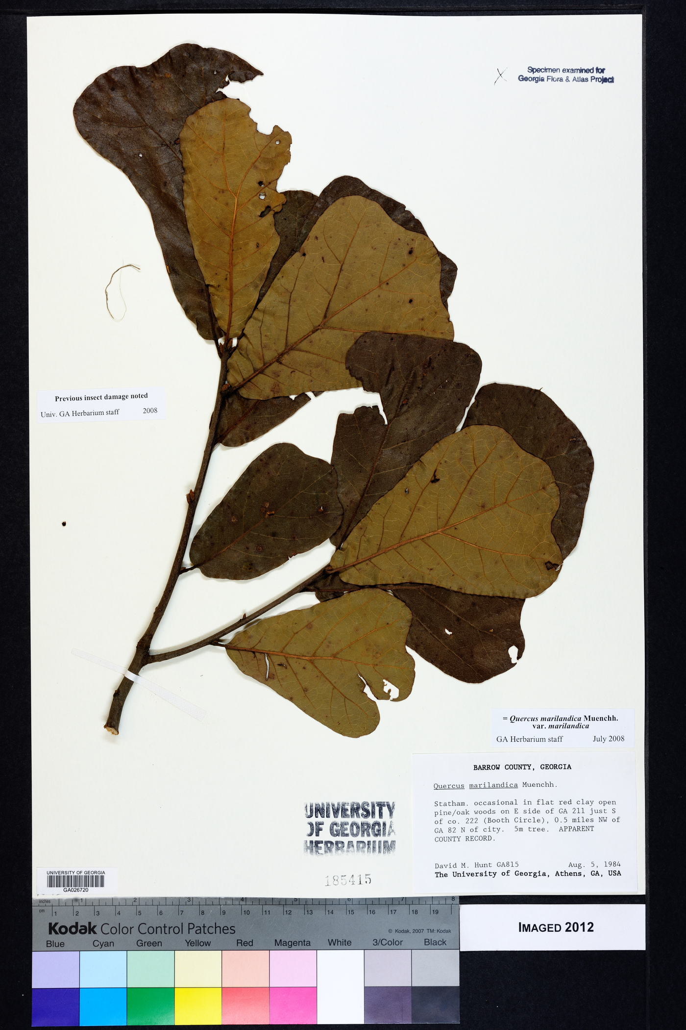Quercus marilandica var. marilandica image