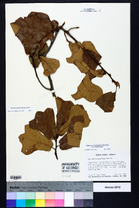 Quercus marilandica var. marilandica image