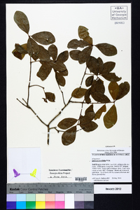 Quercus myrtifolia image