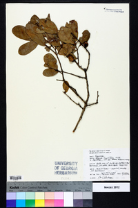 Quercus myrtifolia image