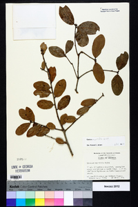 Quercus myrtifolia image