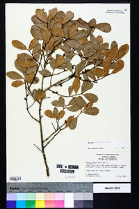 Quercus myrtifolia image