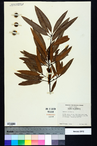 Quercus phellos image