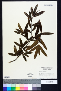 Quercus phellos image