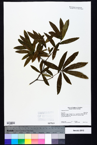 Quercus phellos image