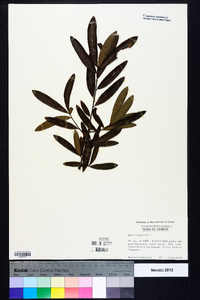 Quercus phellos image