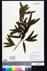 Quercus phellos image