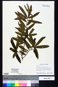 Quercus phellos image