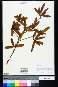 Quercus phellos image