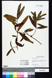 Quercus phellos image