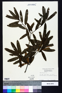 Quercus phellos image