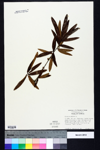 Quercus phellos image