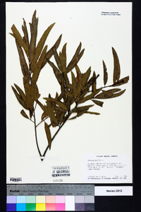 Quercus phellos image