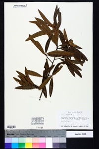 Quercus phellos image