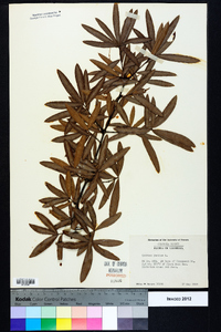 Quercus phellos image