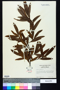 Quercus phellos image