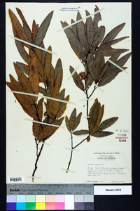 Quercus phellos image