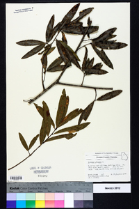 Quercus phellos image