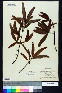 Quercus phellos image