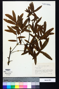 Quercus phellos image