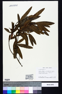 Quercus phellos image