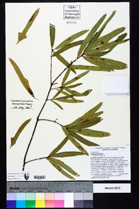 Quercus phellos image