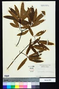 Quercus phellos image