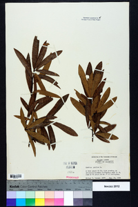 Quercus phellos image